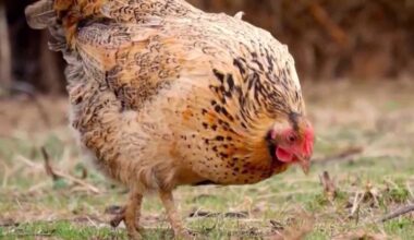 Stuart commissioners to vote on allowing some residents to keep chickens