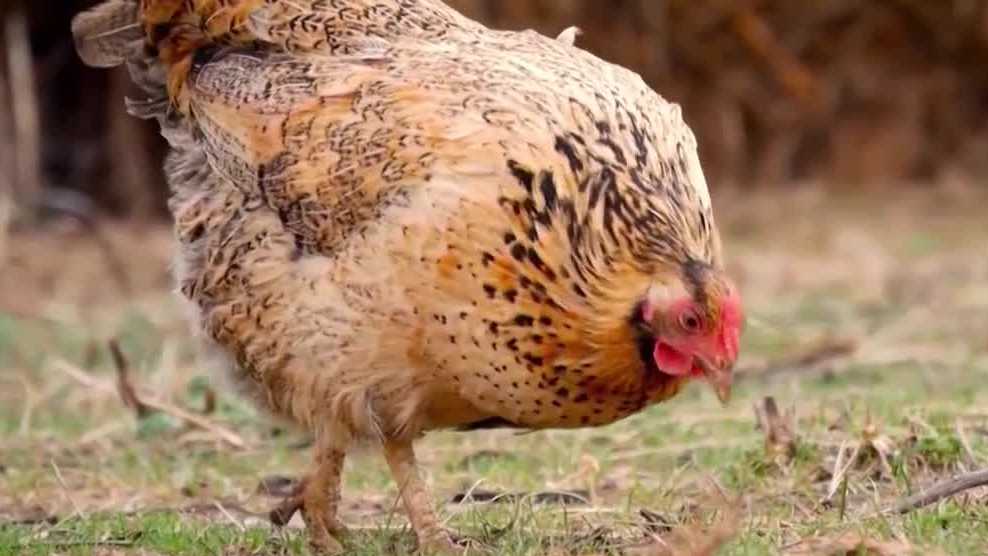 Stuart commissioners to vote on allowing some residents to keep chickens