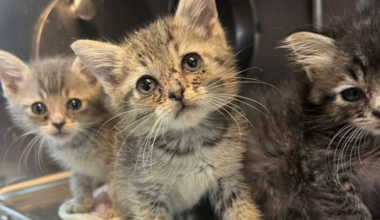 Can you help these sweet faces? ACPS urgently seeks adopters, foster families after Southside cat rescue