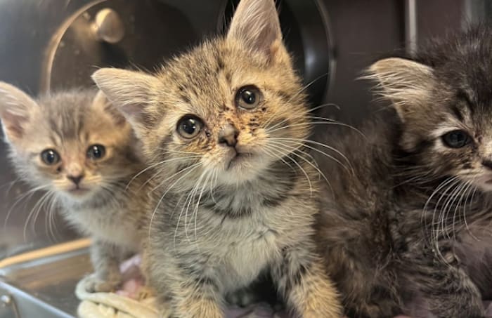 Can you help these sweet faces? ACPS urgently seeks adopters, foster families after Southside cat rescue