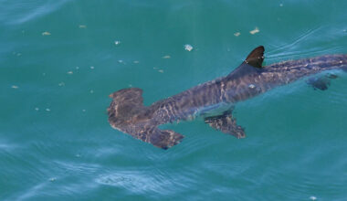 Under Miami's skyline, baby hammerheads face life in a bay turning into open ocean