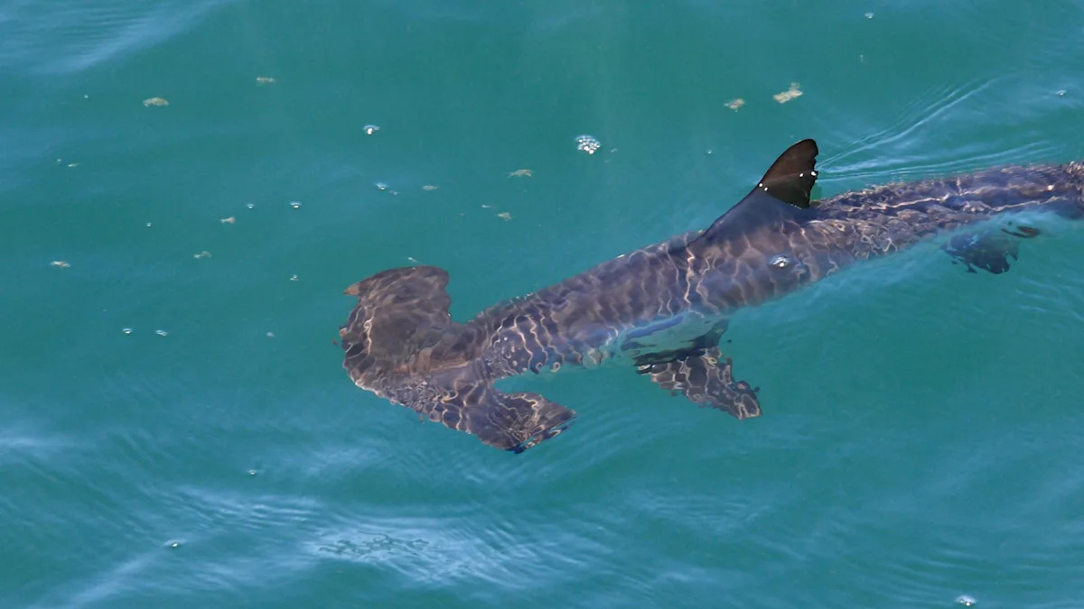 Under Miami's skyline, baby hammerheads face life in a bay turning into open ocean