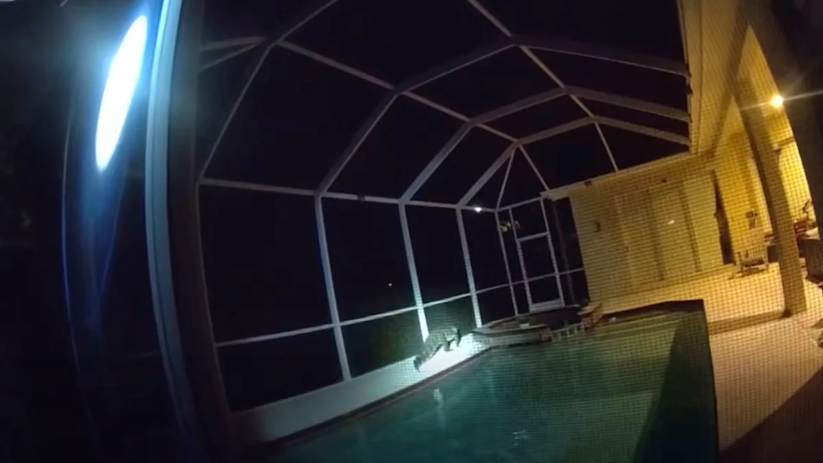 Tampa family feared a break-in at 3 a.m. before police found a huge alligator hissing in the pool