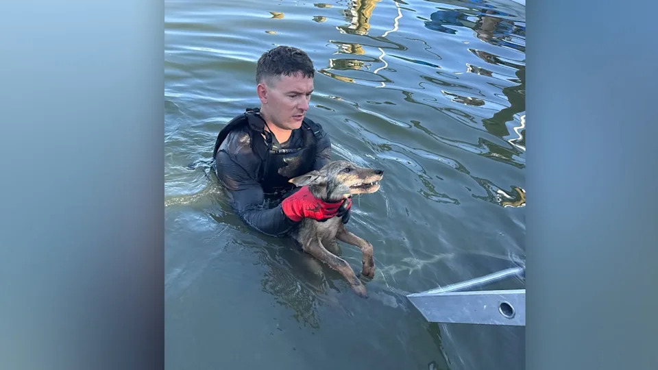 <div>A Cape Coral first responder carefully lifts a wet coyote pup out of a Southwest Florida canal during a water rescue on Monday morning. Image is courtesy of Cape Coral Fire Rescue.</div>