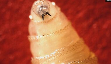 Florida Agriculture Commissioner bolsters efforts to prevent spread of screwworms
