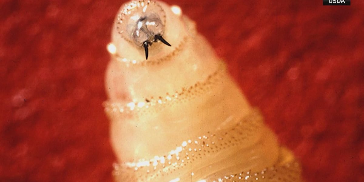 Florida Agriculture Commissioner bolsters efforts to prevent spread of screwworms