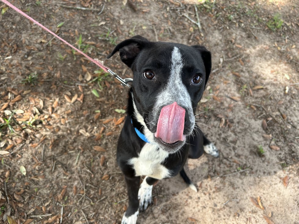 Majesty is a sweet soul looking for her new devoted family!