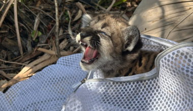 Underweight Florida panther kitten rescued after mother stopped returning to den