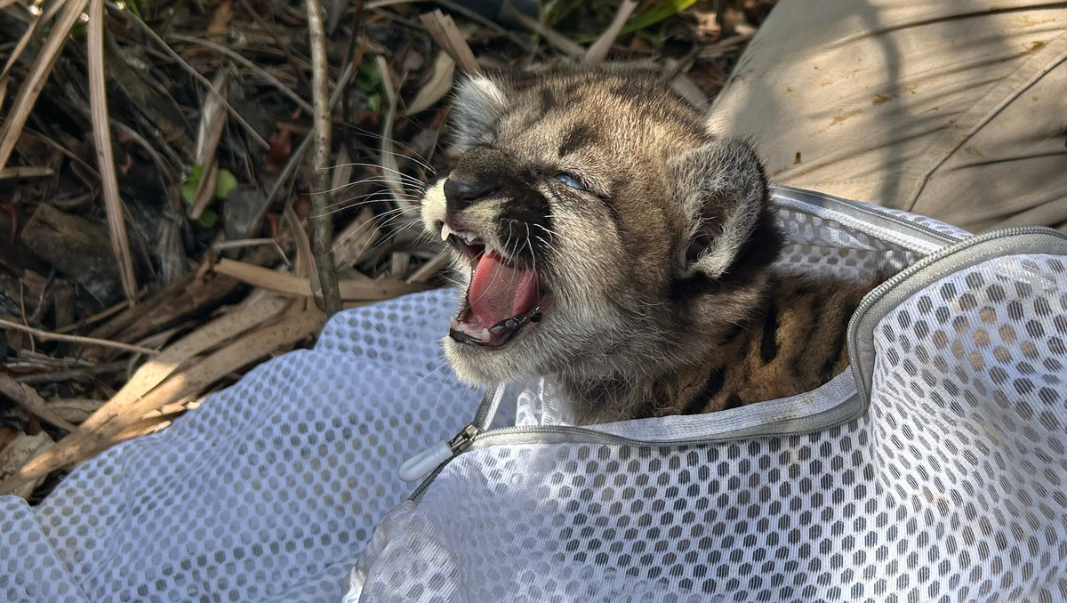Underweight Florida panther kitten rescued after mother stopped returning to den