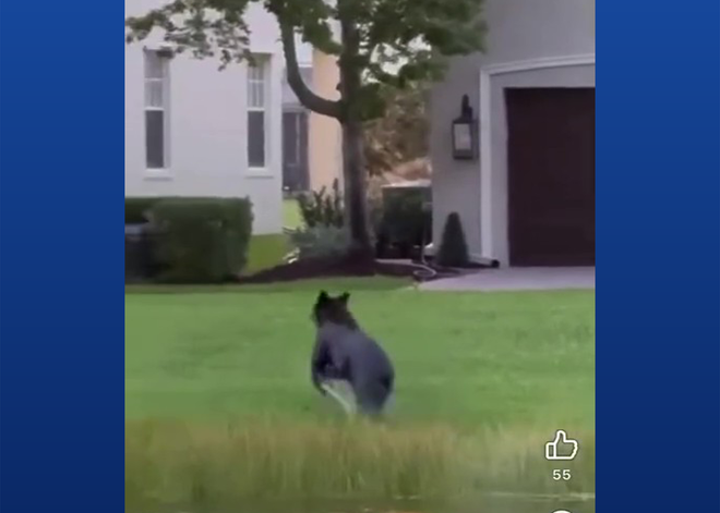 Port St. Lucie police warn residents after black bear spotted in Town Park Port St. Lucie police are urging residents to follow safety guidelines after a black bear was seen in the Town Park community Tuesday morning.