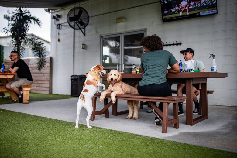 A dog-friendly outdoor patio bar where customers sit at picnic tables with a Beagle and a Goldendoodle