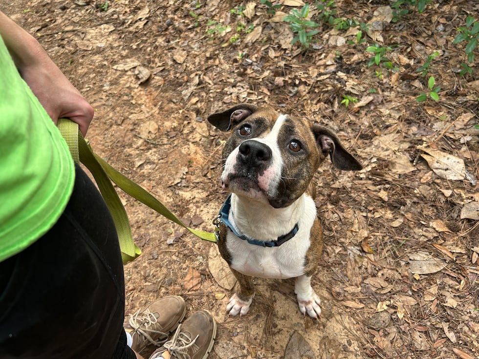 Earl is a low-key guy looking for a new adventure!
