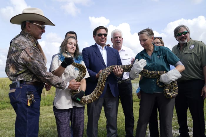 It’ssss back! 🐍 Florida Python Challenge returns in July