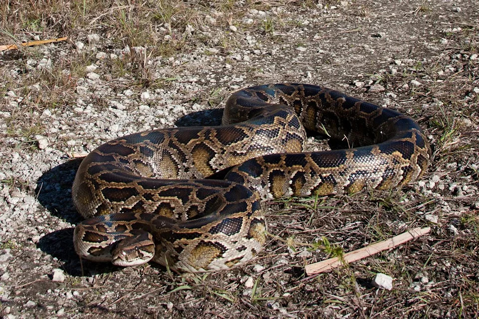 A Burmese python in Florida.Credit: Getty