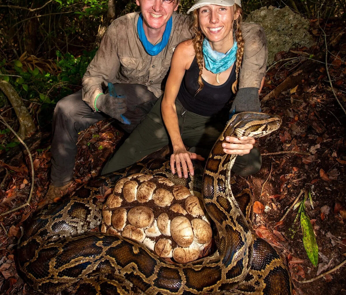 Python egg hunt: Florida elimination program adds new reward category