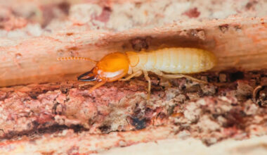 Invasive termites have spread far beyond South Florida, and one may cover entire state by 2050