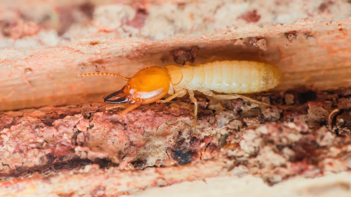 Invasive termites have spread far beyond South Florida, and one may cover entire state by 2050