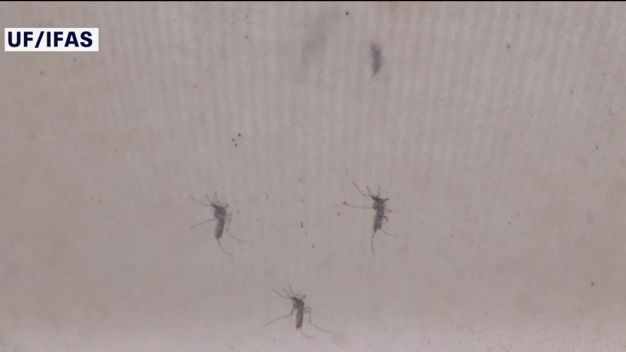 Google wants to release millions of mosquitoes
