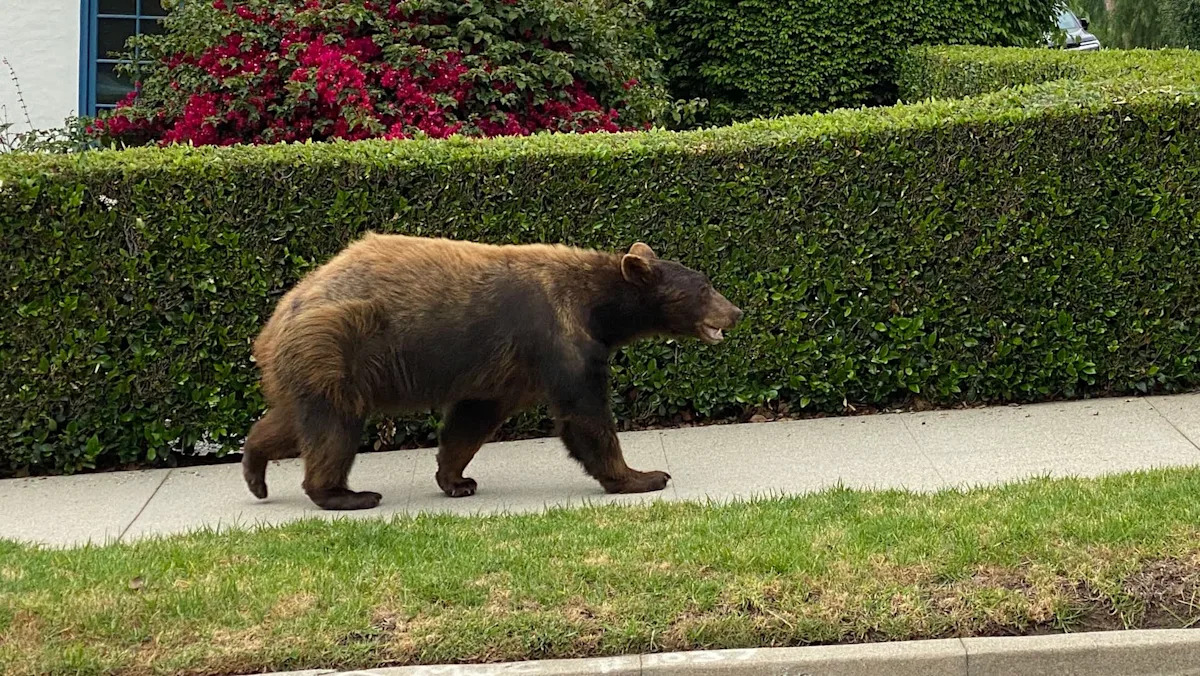 Residents wake to Florida black bear swimming through lake before sprinting across neighborhood yards