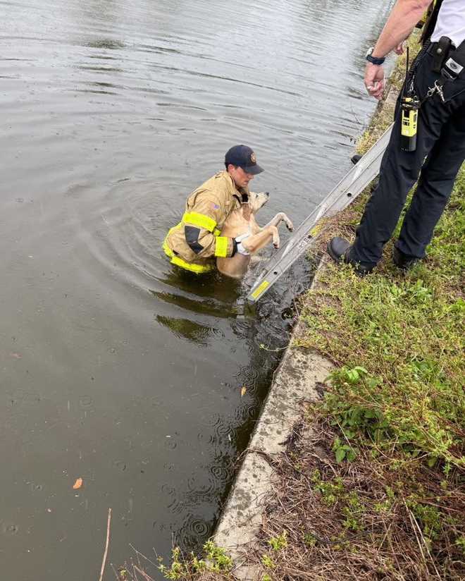 Dog rescue from canal Dog rescue from canal