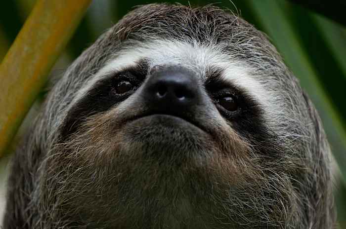 Florida adds sloth import restrictions after Sloth World deaths