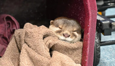 Florida officers are searching blackwater for missing bodies with adorable trained otter