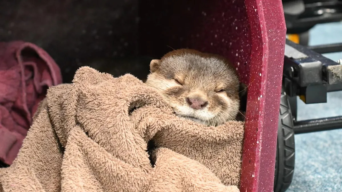 Florida officers are searching blackwater for missing bodies with adorable trained otter