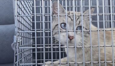 Jacksonville community cat spay and neuter surgeries now $25 at low-cost clinic