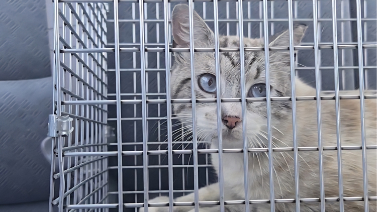 Jacksonville community cat spay and neuter surgeries now $25 at low-cost clinic
