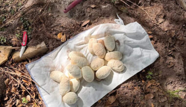 Massive python with 20 eggs found hiding beneath sidewalk in Miami
