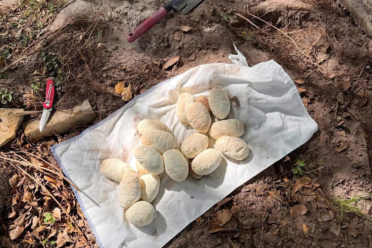 Massive python with 20 eggs found hiding beneath sidewalk in Miami