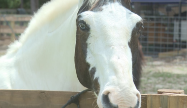 Crawfordville horse therapy farm launches Barn Beauties Leadership Program