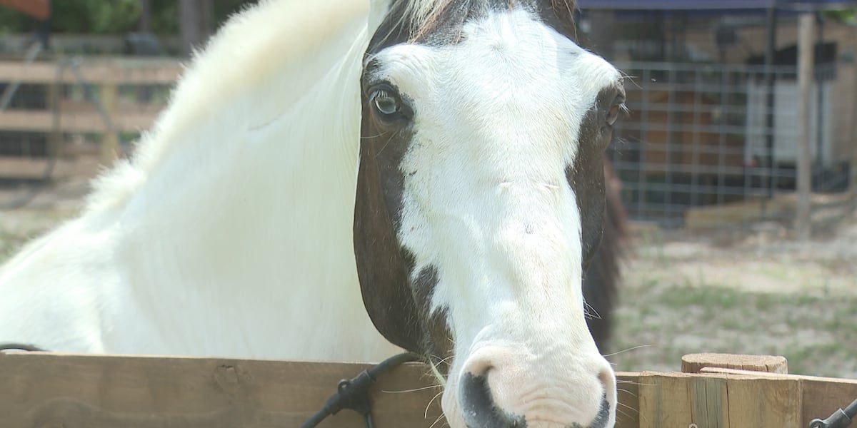 Crawfordville horse therapy farm launches Barn Beauties Leadership Program