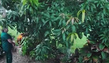 Video shows mango theft in Florida as residents urge people to ask for permission