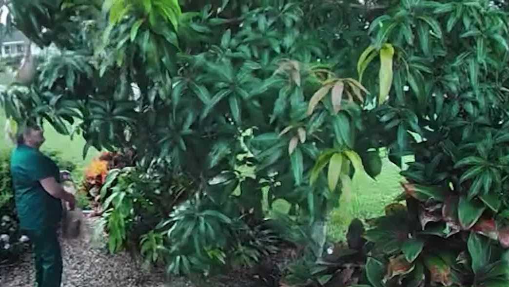 Video shows mango theft in Florida as residents urge people to ask for permission