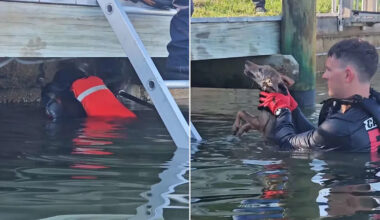 Firefighters Face ‘Unique Situation’ After Dog They Rescued from Drowning Turns Out to Be a Different Animal