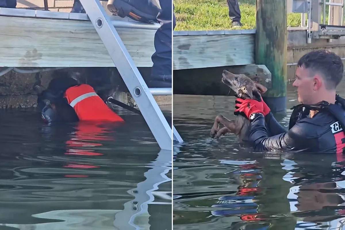 Firefighters Face ‘Unique Situation’ After Dog They Rescued from Drowning Turns Out to Be a Different Animal