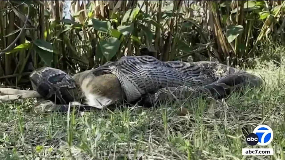 Wide shot python with prey, less intimate impact