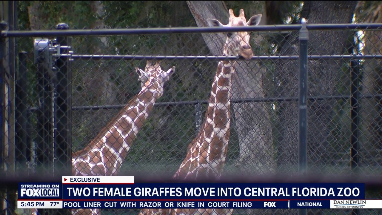 Central Florida Zoo welcomes 2 female giraffes