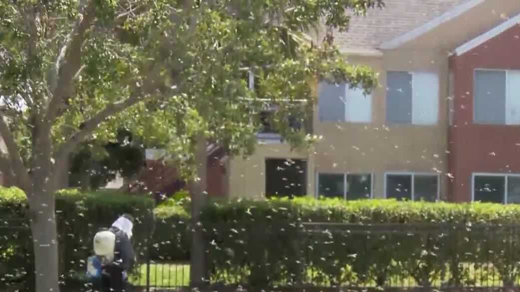 Experts warn of increased pest activity in Florida due to El Niño