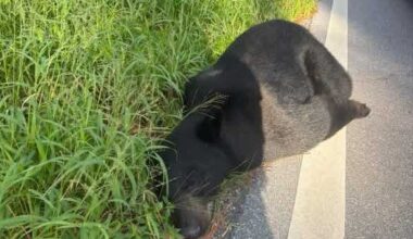 400-pound black bear killed in Florida traffic accident