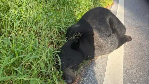 400-pound black bear killed in Florida traffic accident