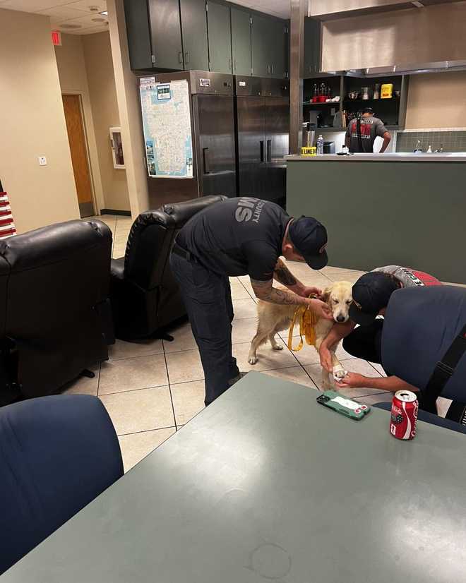 Dog rescue Cape Coral Dog rescue Cape Coral