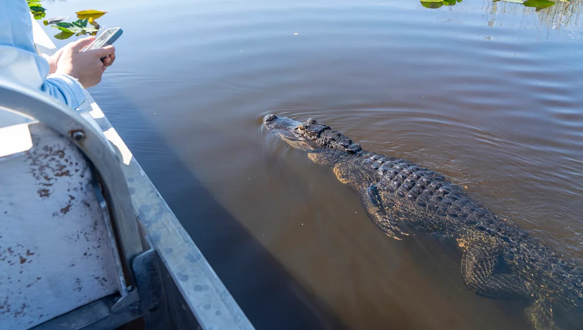 Florida man sues after free alligator encounter leaves him bitten in the face