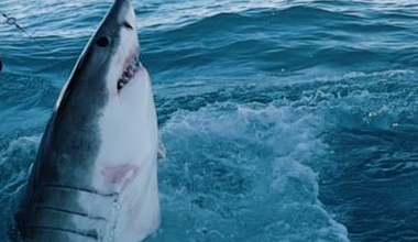 Shark attacks near Pensacola FL: Man in critical condition | Gulf Coast