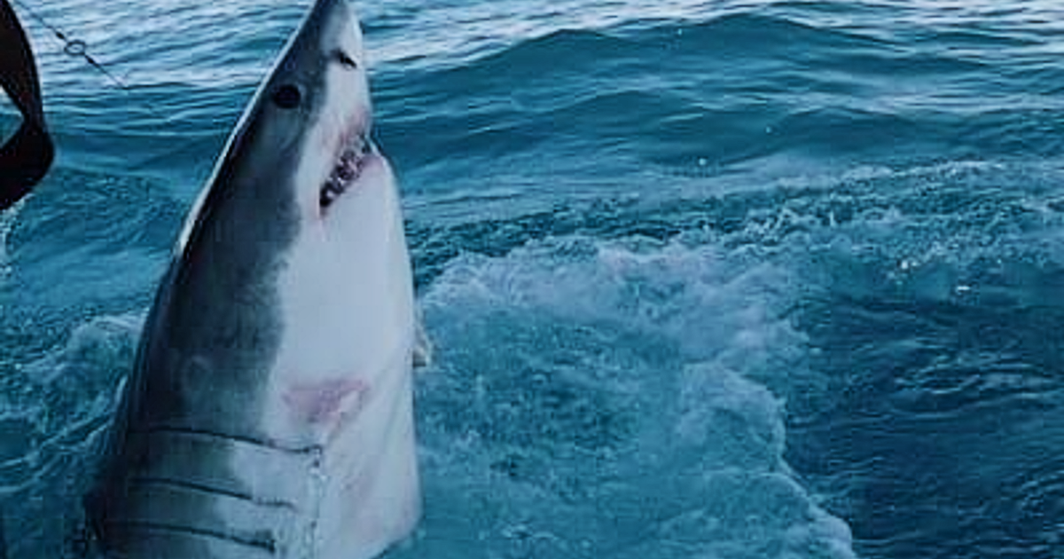 Shark attacks near Pensacola FL: Man in critical condition | Gulf Coast