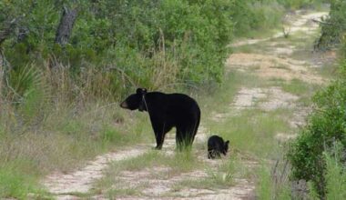 Bears in your area? Here’s what to do