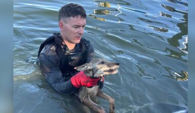 Dog in trouble? Turns out Cape Coral firefighters saved a coyote pup