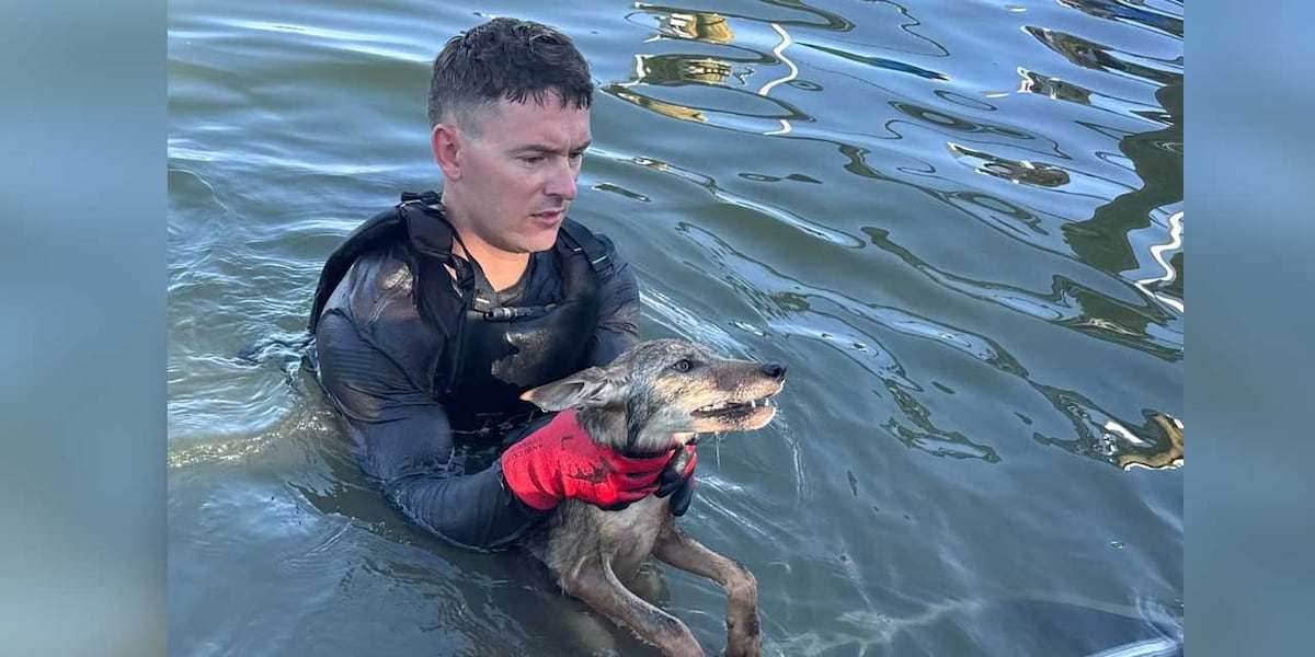 Dog in trouble? Turns out Cape Coral firefighters saved a coyote pup