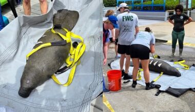Baby manatee found with shark bite, boat strike wounds near St. Pete dock